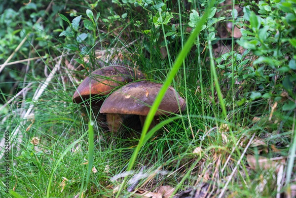 Obraz mushrooms growing in the forests of the Beskid Mały Mountains