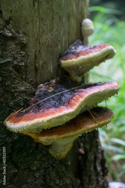 Obraz mushrooms growing in the forests of the Beskid Mały Mountains