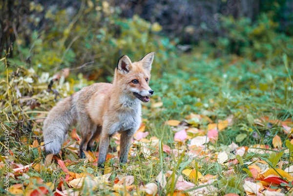 Obraz red fox in the wild