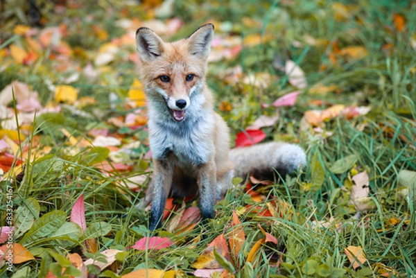 Obraz fox in the grass