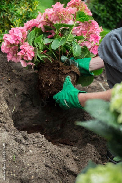 Obraz Ein Mann pflanzt Hortensien ein