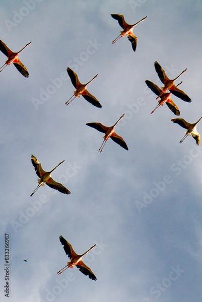 Fototapeta flock of flamingos in flight