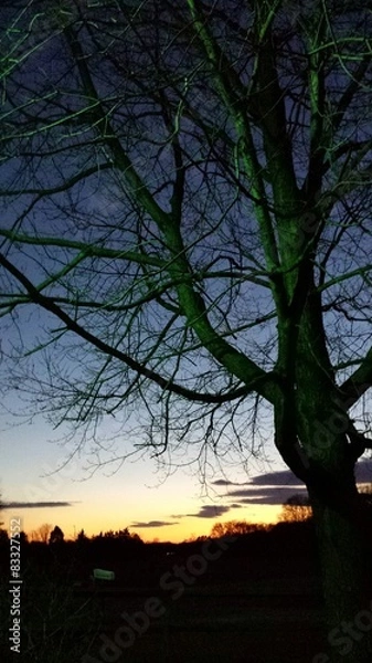 Fototapeta Tree sunset