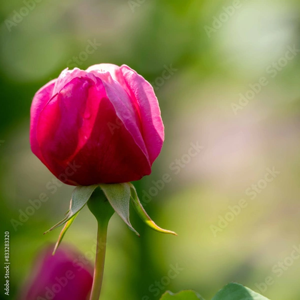 Fototapeta 初夏散策