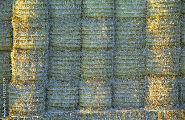 Fototapeta horizontal image of straw. Round Bales stacked in an agricultural field. location North Bedfordshire 1998