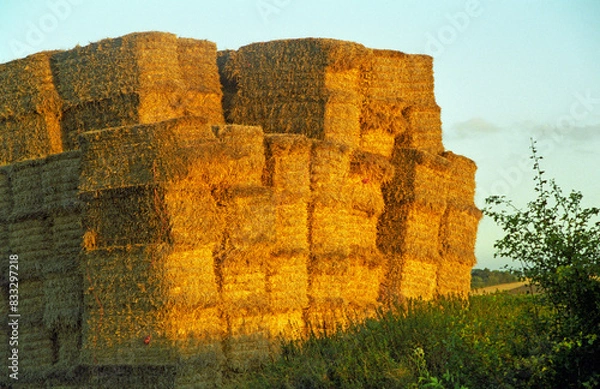Fototapeta horizontal image of wheat straw. Heston Bales stacked in an agricultural field. location North Bedfordshire 1998