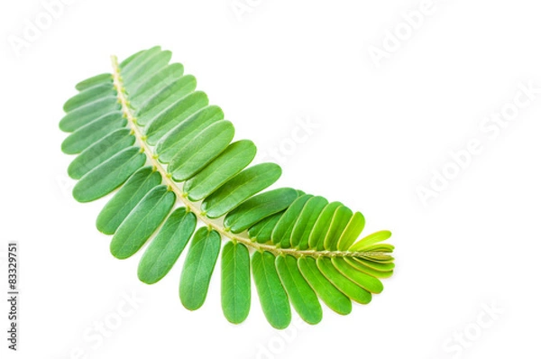 Obraz Indian Gooseberry, Phyllanthus Emblica leaf