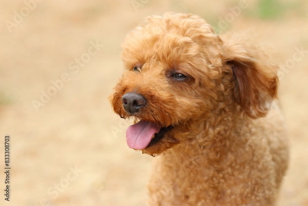 Obraz 귀여운 강아지와 산책