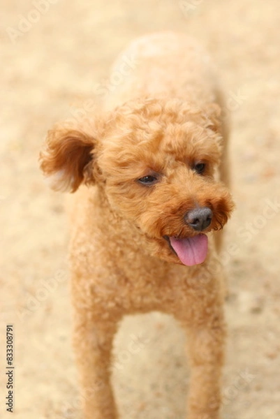 Obraz 귀여운 강아지와 산책