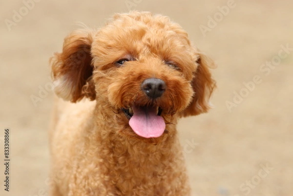 Obraz 귀여운 강아지와 산책