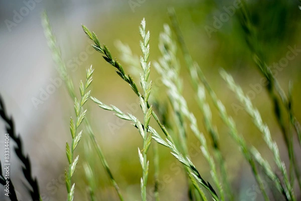 Fototapeta grass in the wind