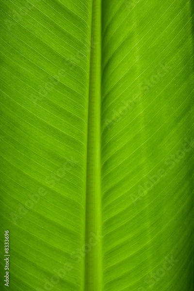 Fototapeta Banana Leaf Closeup