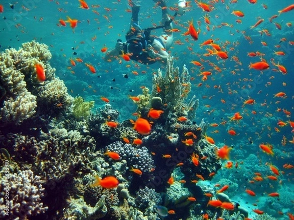 Obraz Korallenriff rotes Meer