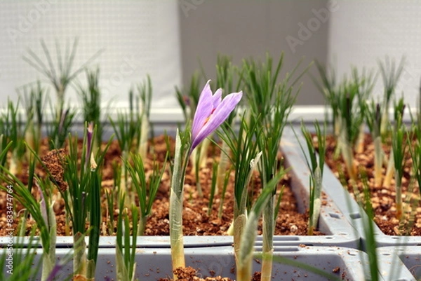Fototapeta Growing saffron flowers on an industrial scale using the latest technologies on Israeli farms.