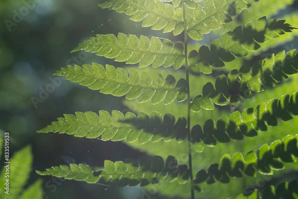 Fototapeta Light Play In Forest Through Green Ferns Illumination And Shadows