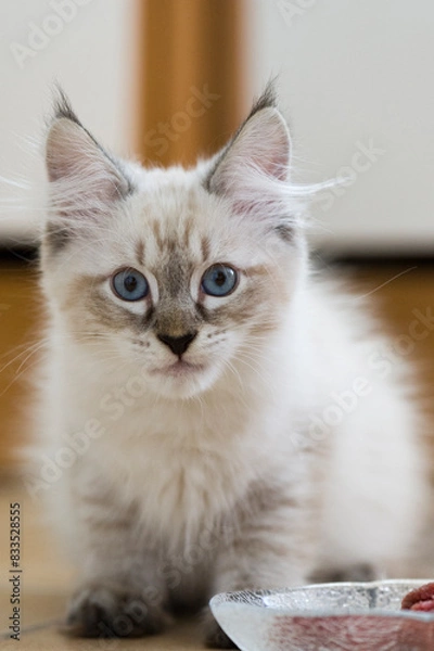 Obraz Neva Masquerade Kätzchen sitzt am Futternapf