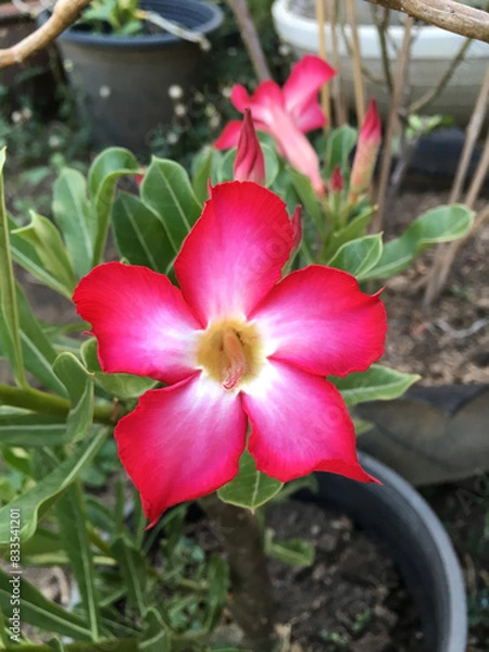 Fototapeta beautiful pink Adenium flowers in the garden