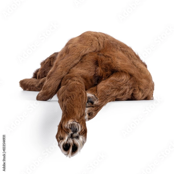 Fototapeta Cute tuxedo Labradoodle aka Cobberdog pup, sleeping with hind paws hanging down from edge. No face, just cute baby butt. Isolated on a white background.