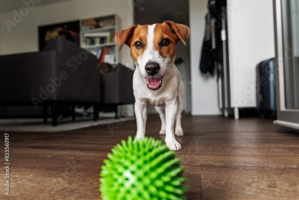 Obraz Happy Jack Russell Terrier playing green spiky ball on wooden floor background inside residential room apartments. Little active playful dog look excited energetic asking play and indoor activities