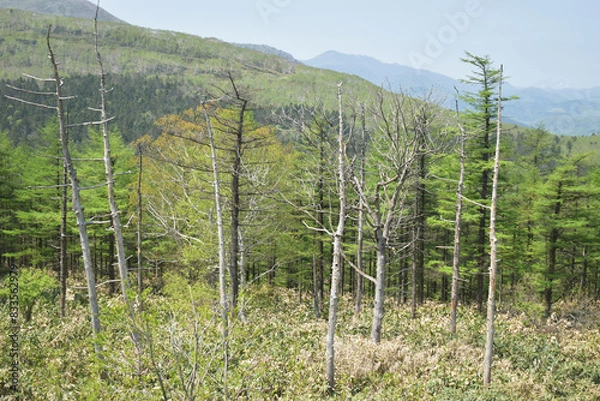 Fototapeta The beautiful view from the top of the Karikachi mountain pass in Hokkaido Japan