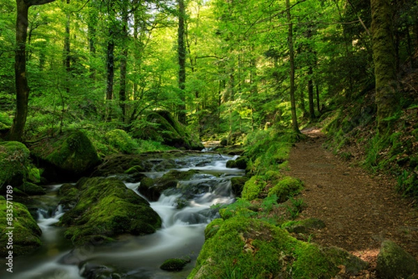 Obraz river in the forest
