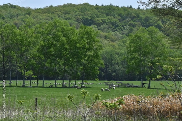 Fototapeta The peaceful green field landscape with yorkshire sheep on the field in Shintoku town Hokkaido Japan