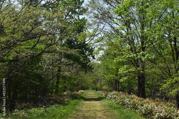 Fototapeta The straight forest path in front with the summer green field in Shintoku town Hokkaido Japan