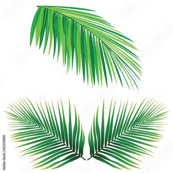 Obraz Coconut Leaf Vector