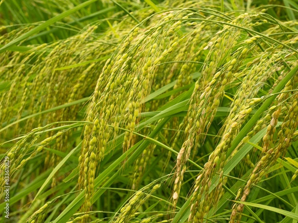 Fototapeta 稲穂