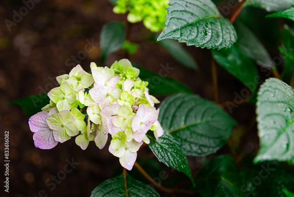 Obraz Hydrangea flower bloom with green leaves