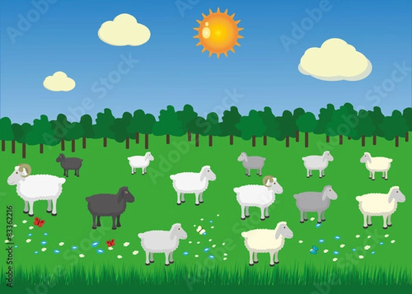 Obraz Sheeps and rams in pasture with summer sun