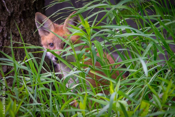 Obraz fox in the grass