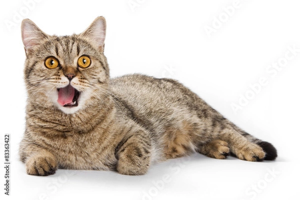 Fototapeta British cat licks his lips and looking at the camera (isolated o