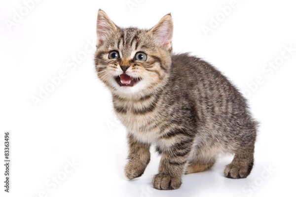Fototapeta British tabby kitten meowing