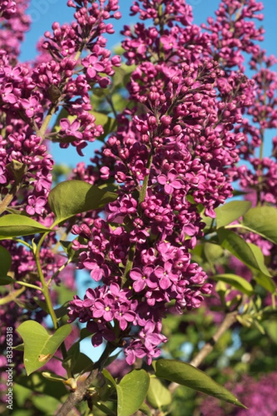 Fototapeta Spring Lilacs