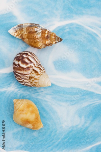 Fototapeta Seashells