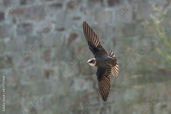 Obraz jaskółka brzegówka 
