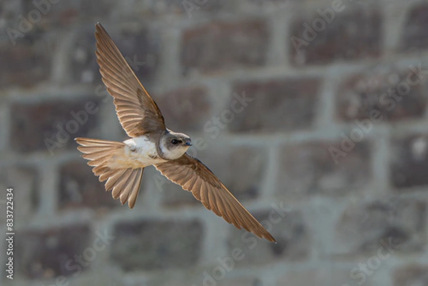 Obraz jaskółka brzegówka 