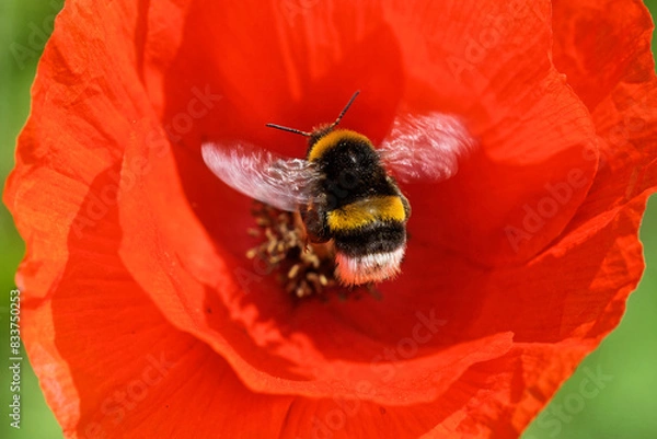 Obraz Dunkle Erdhummel in einer Mohnblüte