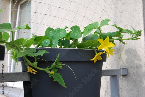 Fototapeta blooming cucumbers in a balcony box