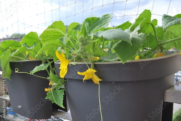 Fototapeta blooming cucumbers in a balcony box