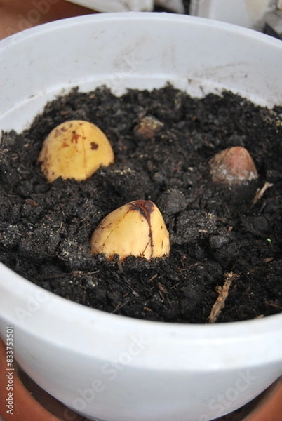Fototapeta avocado seeds planted in a balcony pot