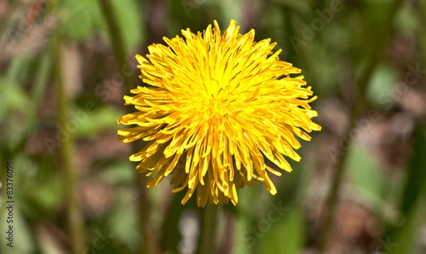Fototapeta fiore selvatico