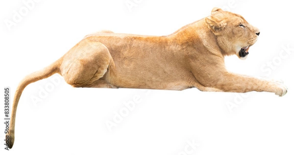 Obraz ライオンのメスが伏せているところ