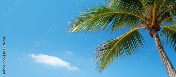 Fototapeta A tropical coconut palm tree set against a clear blue sky provides a serene copy space image.