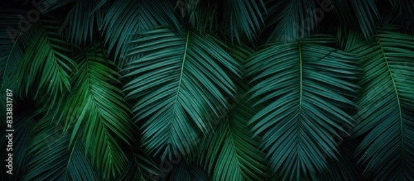 Obraz The dark green palm leaf color creates a textured background with tropical vibes, ideal for a copy space image.
