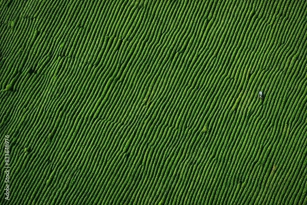 Obraz green bamboo background