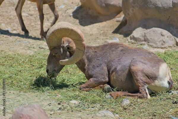 Obraz Bighorn sheep with big horns eating on the ground.