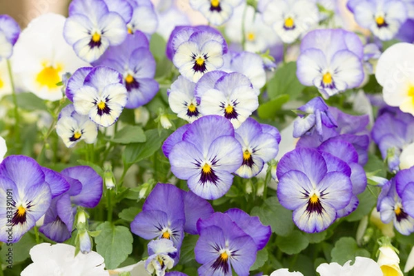 Fototapeta パンジー