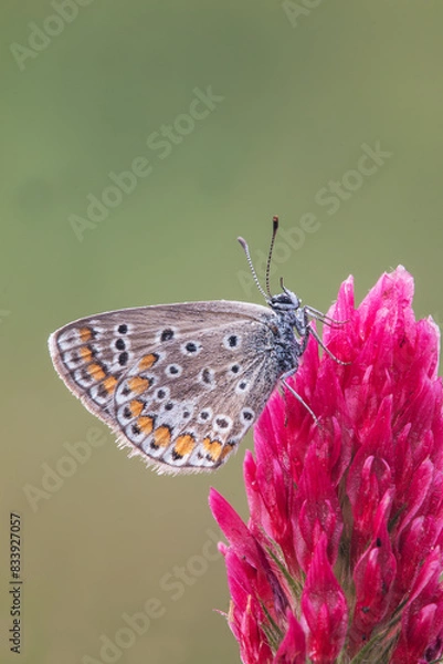 Fototapeta magnificent nature butterfly rests